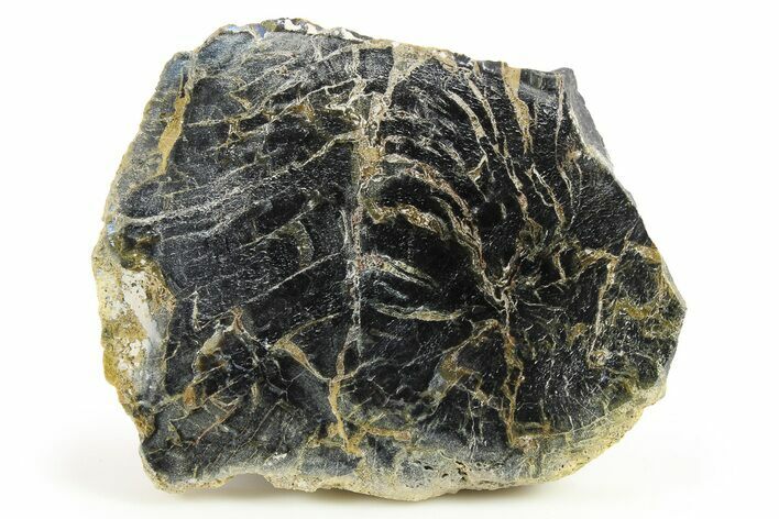 Polished Petrified Wood Limb End-Cut - Indonesia #271460